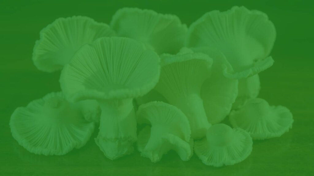 A cluster of fresh oyster mushrooms on a wooden surface, damp and glistening, with a soft natural light highlighting their fan-shaped caps in white and pale gray tones, realistic.