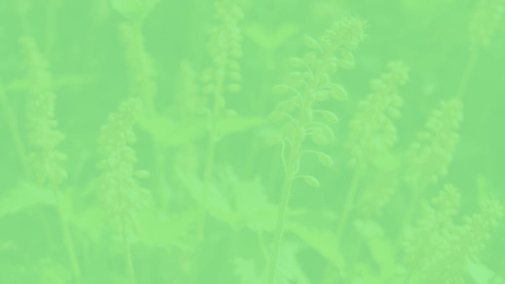 Amaranth plants with golden seeds, warm sunlight, nutty and peppery tones, realistic botanical illustration.