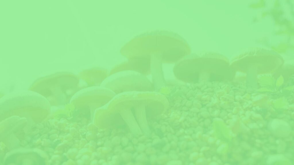 A vibrant assortment of vegetarian vitamin D2-rich foods like mushrooms and fortified cereals, sunlight backdrop, healthy lifestyle, bright and fresh composition.