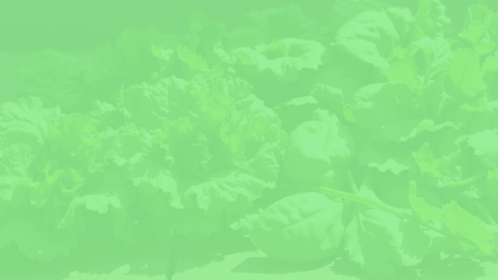 Fresh green leafy vegetables like kale and spinach, arranged on a wooden table with sunlight highlighting their textures, representing vitamin K1 sources in a vegetarian diet, bright and natural.